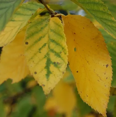 Birch Sweet Natural Blend Essential Oil 5